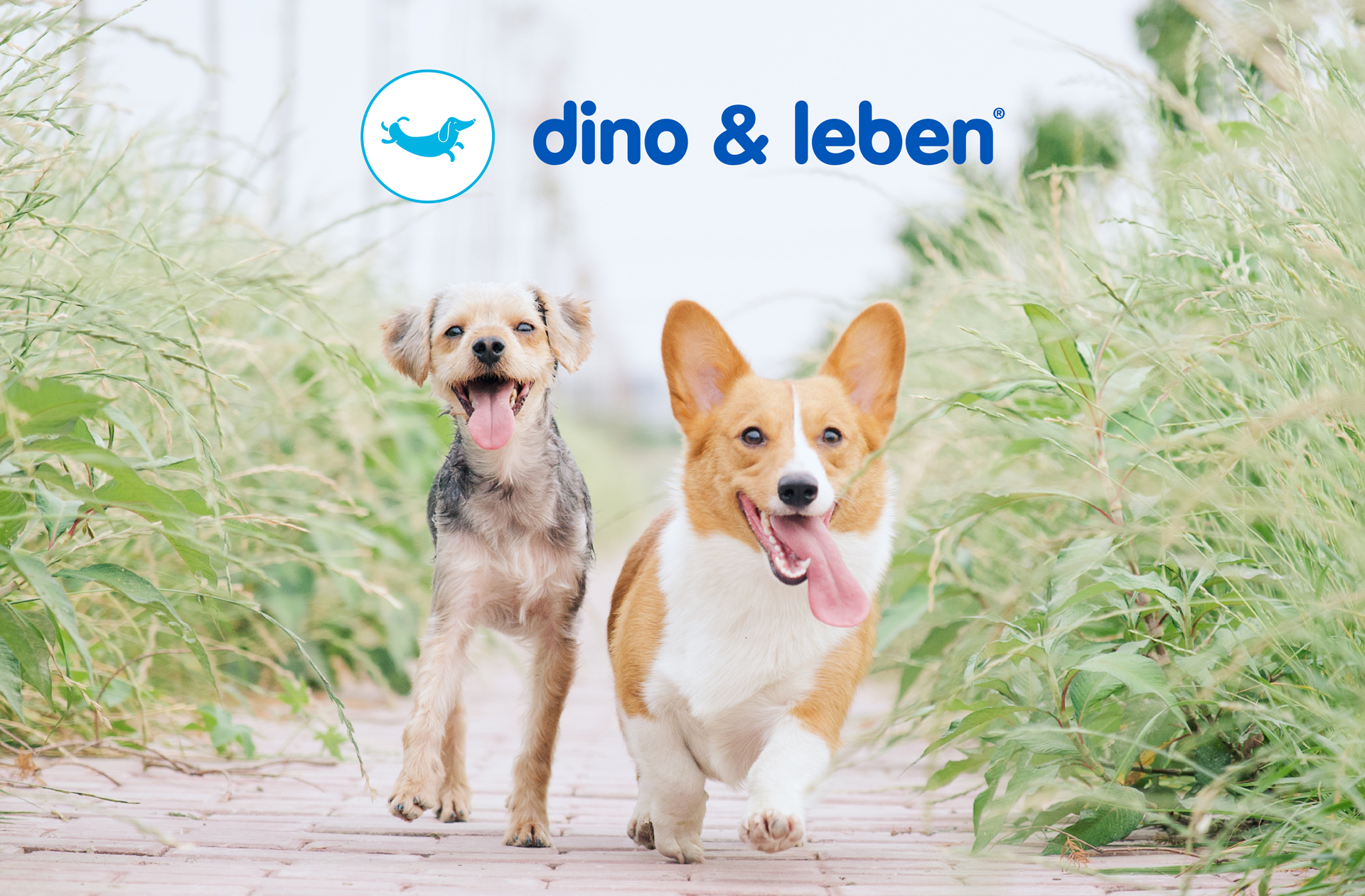 Branding de DINO & LEBEN